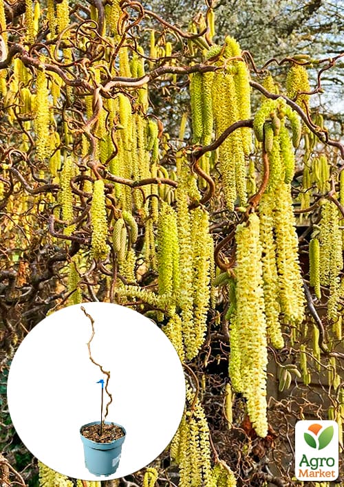 

LMTD Фундук извилистый Contorta высота 60-80см