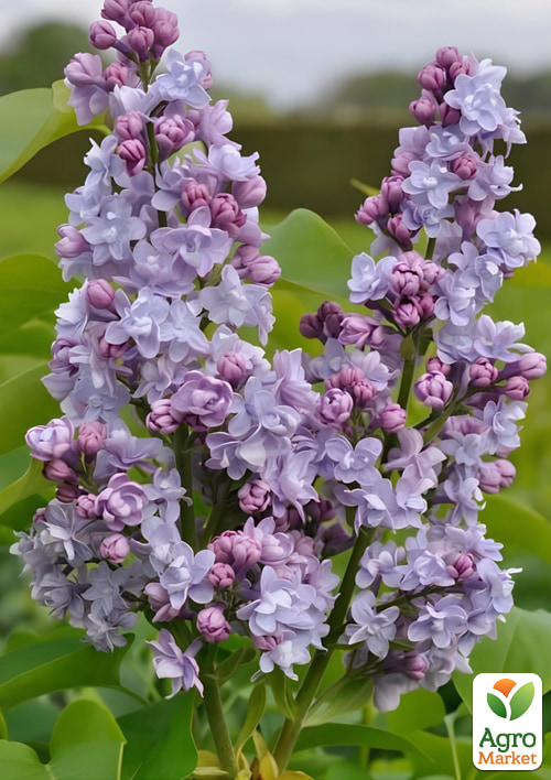 

Сирень 2-х летняя обыкновенная Maurice de Vilmorin, С1.5