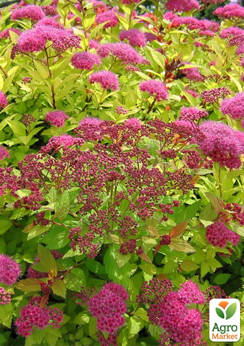 

Спирея Японская Golden Princess (горшок Р9)