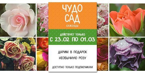Чудо сад: дарим необычный саженец розы в подарок Чудо сад: дарим необычный саженец розы в подарок