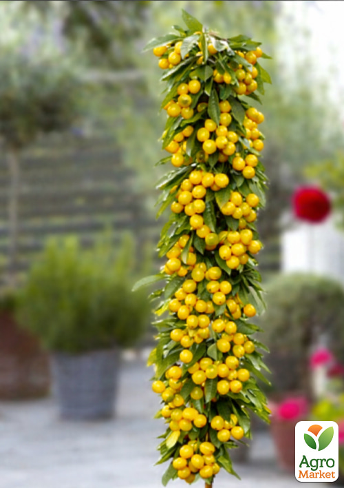 

Черешня колоновидна жовта «Мертон Глорі» (великоплідний, солодкий сорт)