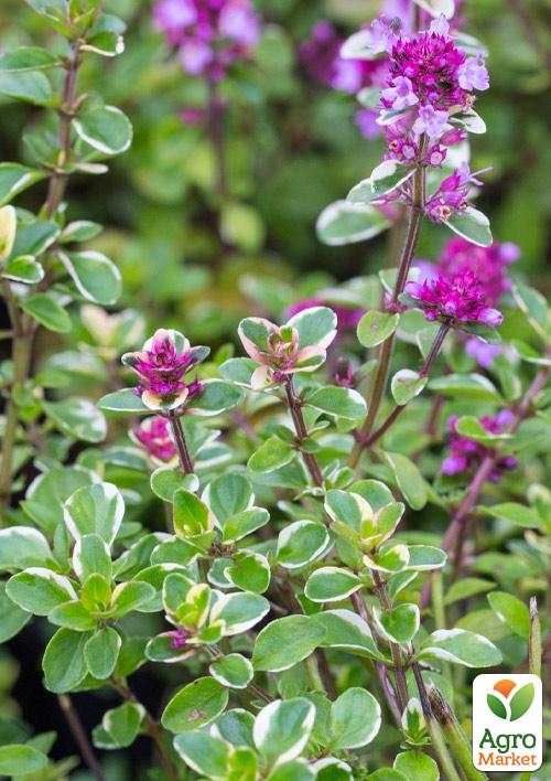 

Чебрець Foxley