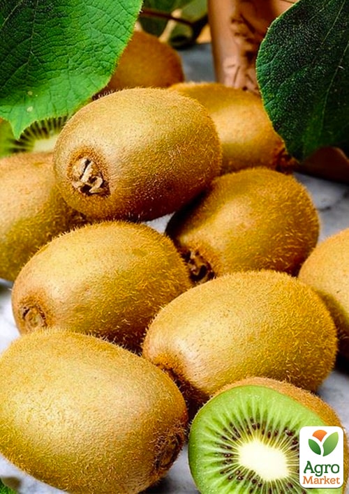 

Эксклюзив! Киви самоопыляющийся коричневый слегка волокнист с мякотью изумрудного цвета Милфорд (Milford) (премиальный сорт)