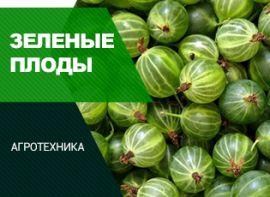 Крыжовник