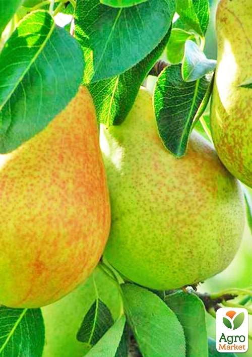 

Груша Смеричка (зимний сорт, поздний срок созревания)