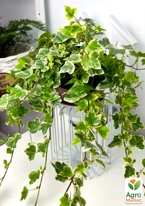 

Плющ пестролистный White Wonder контейнер Р9