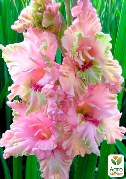 

Гладиолус Praha 3шт