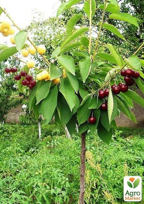 Черешня дачница описание сорта фото