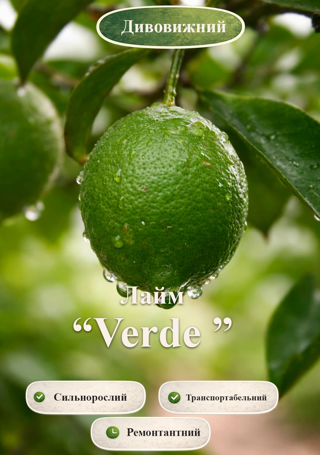 

Ексклюзив! Лайм Verde (Зелений лайм) (укорінений держак)