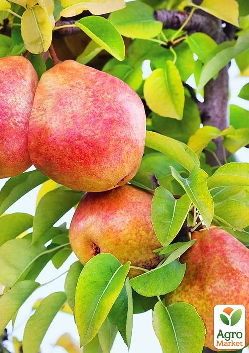 

Груша Китайский Фонарик (зимний сорт, поздний срок созревания)