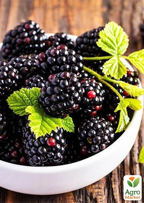 

Ежевика Черная жемчужина (Black Pearl) (средне-ранний срок созревания, высокоурожайный, сладкий сорт)