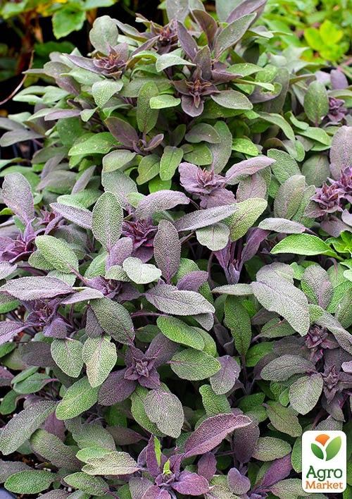 

Шалфей Purpurea