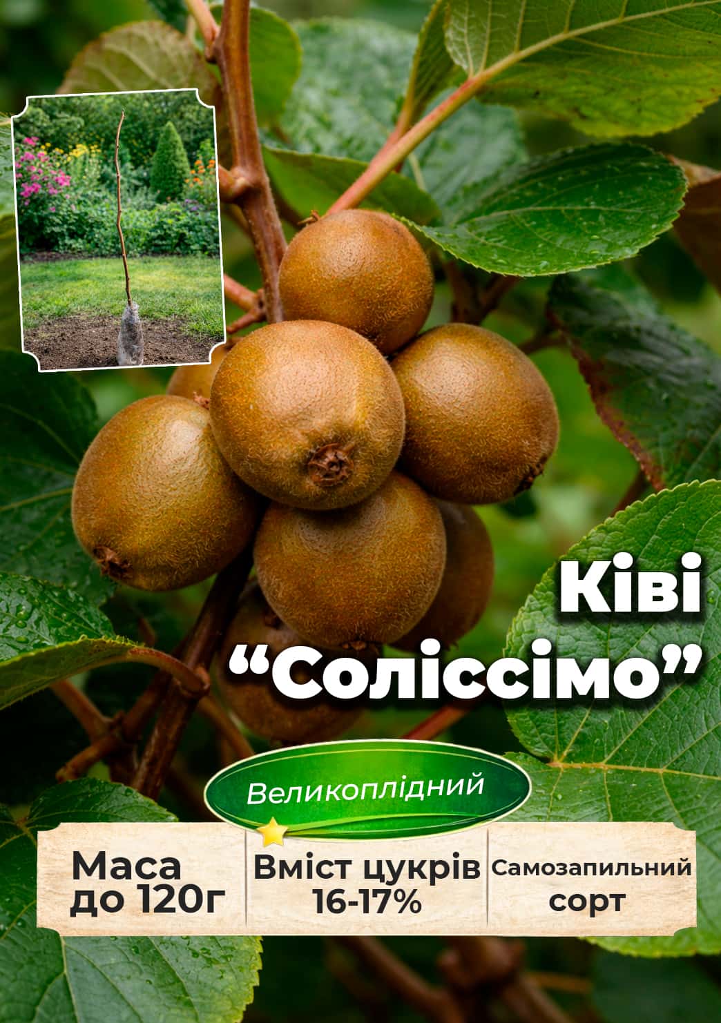 

Ексклюзив! Ківі Соліссімо (Solissimo) (преміальний, самозапильний сорт)
