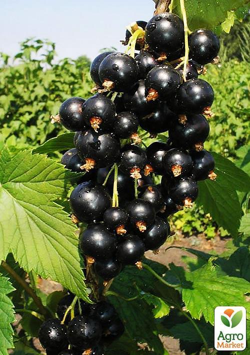 

Смородина на штамбе Бен Ломонд (Ben Lomond) (средне-поздние сроки созревания)