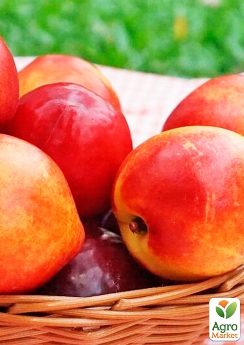 

Нектарин Хард Блейз (лисий персик, літній сорт, середній термін дозрівання)