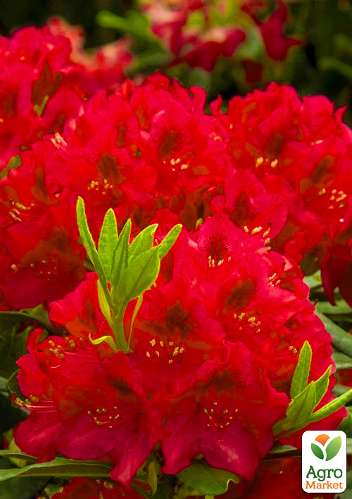 

Ексклюзив! Рододендрон яскраво-червоний Рапсодія (преміальний, підходить для живоплоту)