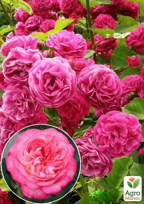 

Троянда англійська плетиста Рожевий Лід (саджанець класу АА +) вищий сорт