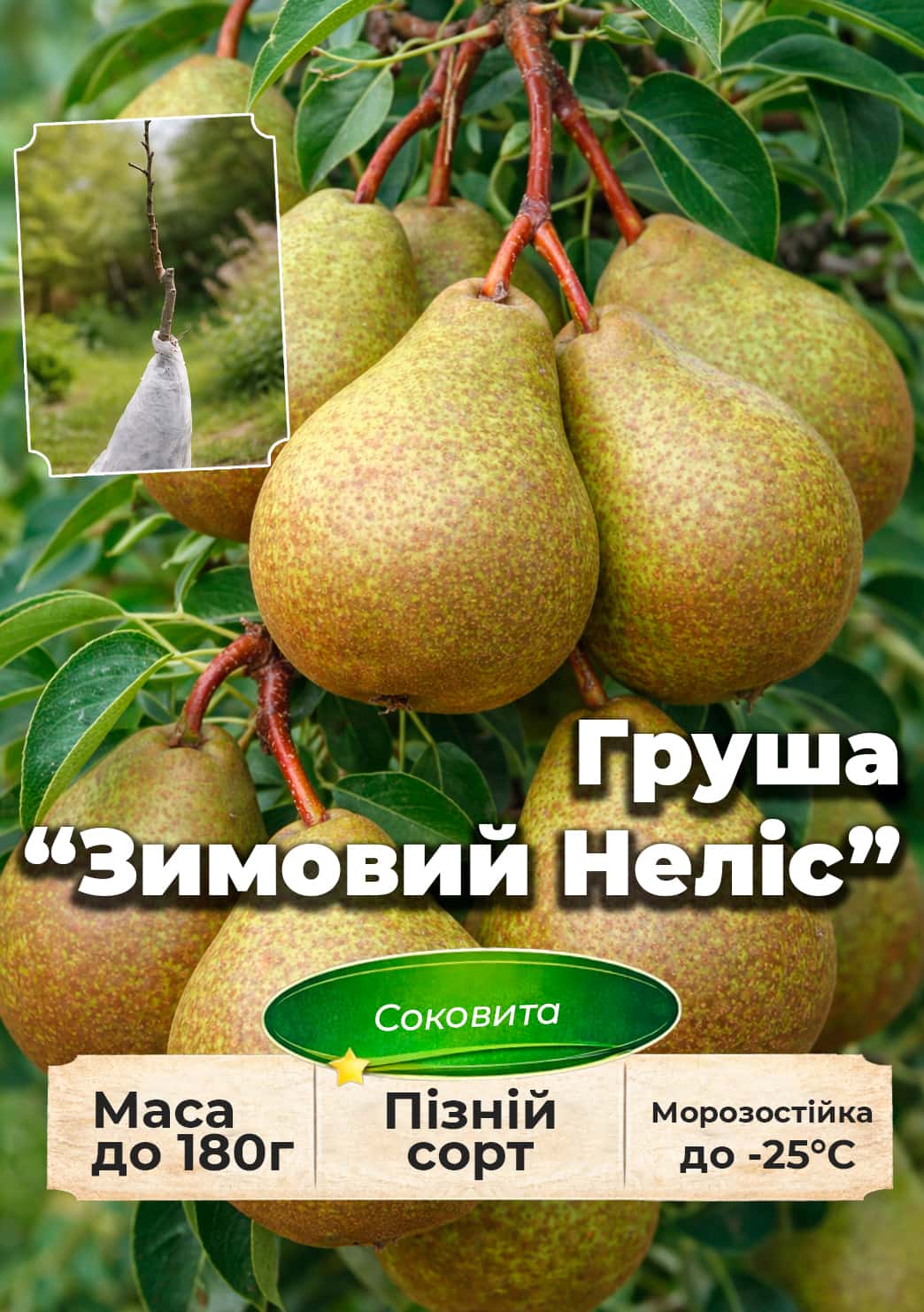 

Эксклюзив! Груша Зимний Нелис (Winter Nelis ) (премиальный зимний сорт, поздний срок созревания)