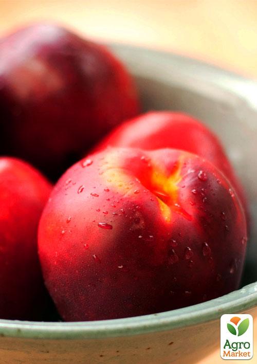 

Ексклюзив! Нектарин яскраво-червоний Медова насолода (Honey sweetness) (англійська селекція, преміальний супер ранній сорт)