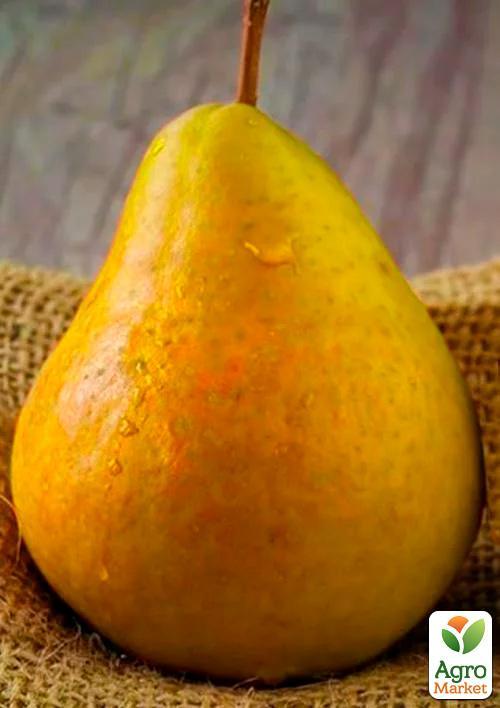 

Груша Дюшес (зимовий сорт, пізній термін дозрівання)
