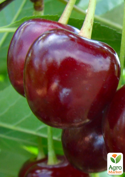 

Вишня Лотовка (летний сорт, поздний срок созревания)