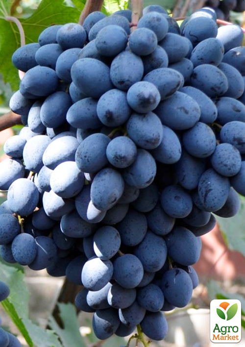 

Виноград Ребека (кишміш середнього терміну дозрівання)