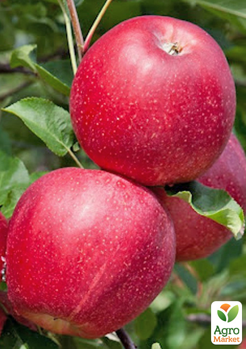 

Яблоня Гала Шнига Шнико Ред (летний сорт, средний срок созревания)