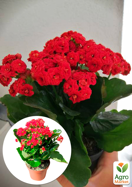 

Каланхоэ Блоссфельда Red (Kalanchoe Blossfeldiana) (Нидерланды)