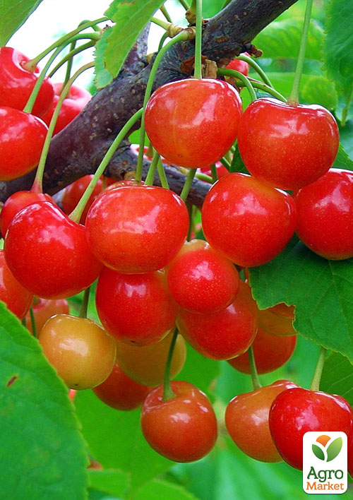 

Черешня пирамидальная розовая