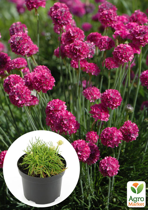 

Армерія приморська Dusseldorfer Stolz