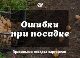 Помилки при посадці картоплі - корисні статті про садівництво від Agro-Market