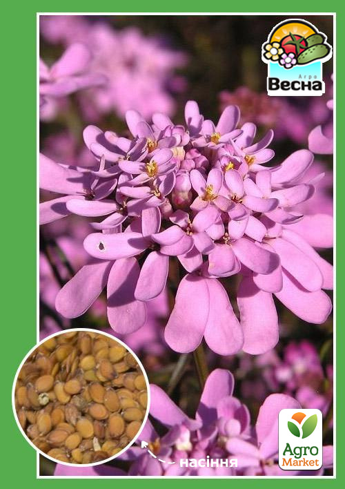 

Іберіс Парасольковий ТМ Весна 0.3г