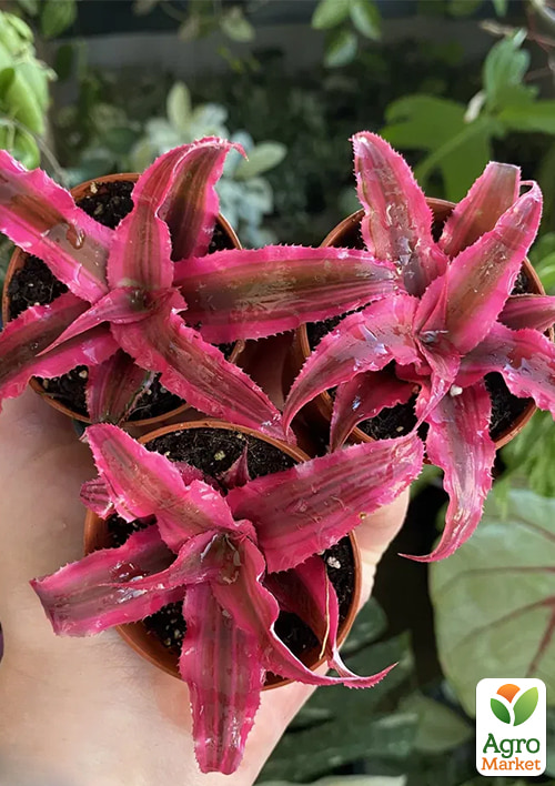 

LMTD Криптантус Rubin Star висота рослини 10-15см