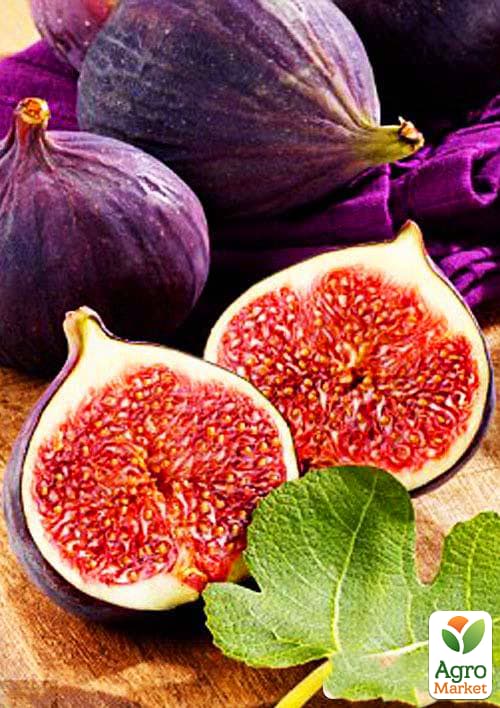 

Инжир Темри