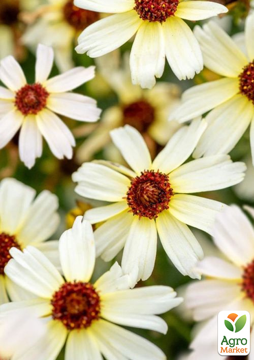 

Кореопсис verticillata Fools Gold (обильноцветущий многолетник)