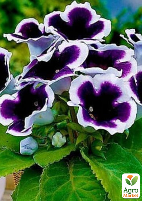 

Глоксинія Аванті F1 синя з обідком ТМ Професійне насіння драже 100шт