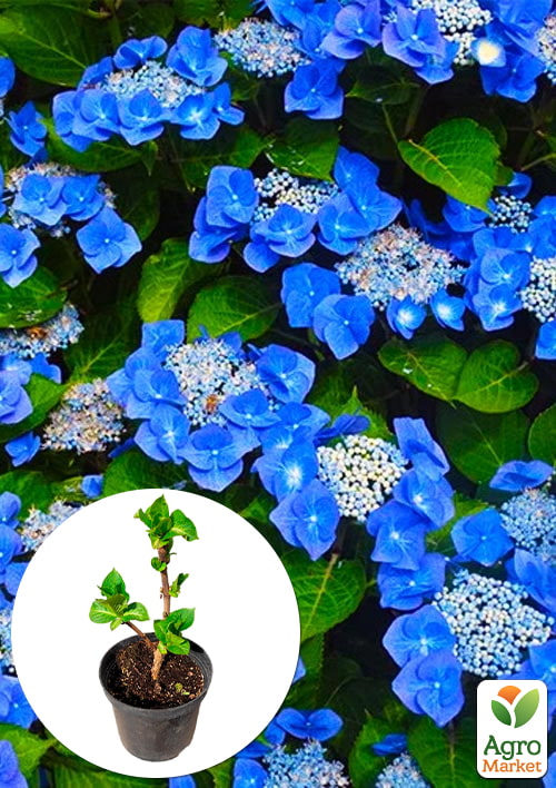 

Гортензія крупнолистова 2-х річна Blaumeise висота саджанця 25-45см