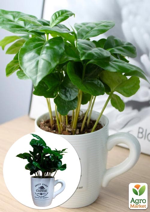

Кава Arabica coffee (у керамічній чашці)