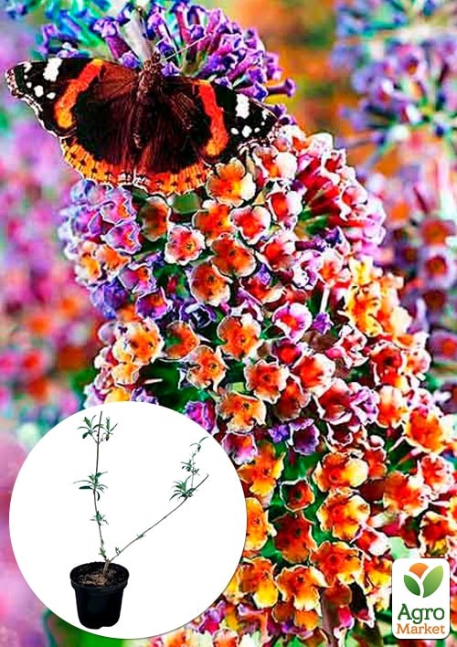 

Буддлея Давида 3х летняя Flower Power С2