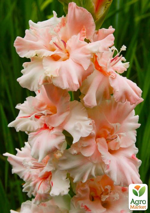 

Гладіолус Crispy Frizzle 3шт