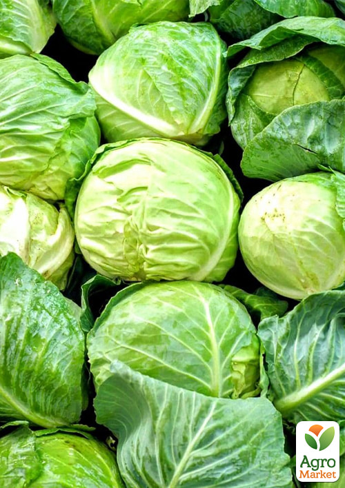 

Комплект насіння капусти Дзвінкий хрест 5уп