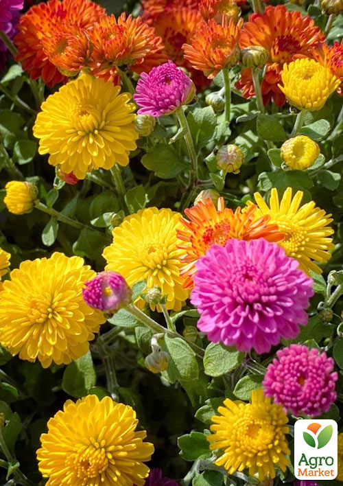 

Уценка! Хризантема Микс (вазон Р12)