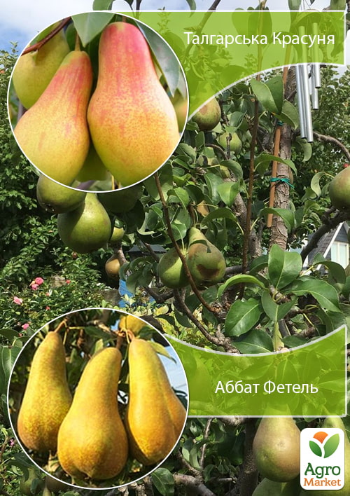 

Дерево-сад Груша Талгарская Красавица+Аббат Фетель