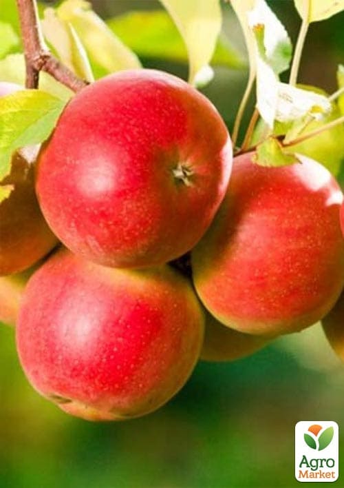 

Яблоня Пинк Леди (крупноплодный сорт, средний срок созревания)