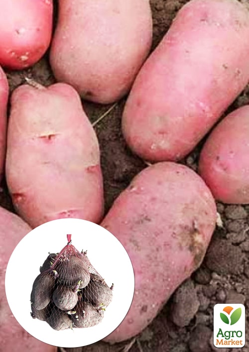 

Уценка! Картофель Каразон семенной ранний (нетоварный вид) 4,5кг