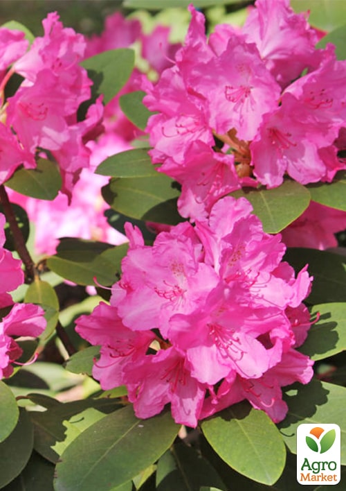 

Рододендрон гібридний Lumina (Люміна)