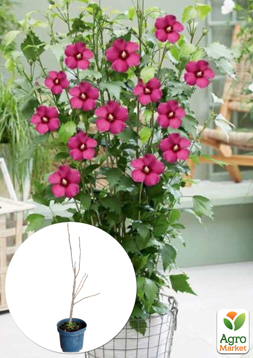 

Гибискус сирийский 2-х летний Flower Tower Ruby С1,5 высота 30-40 см