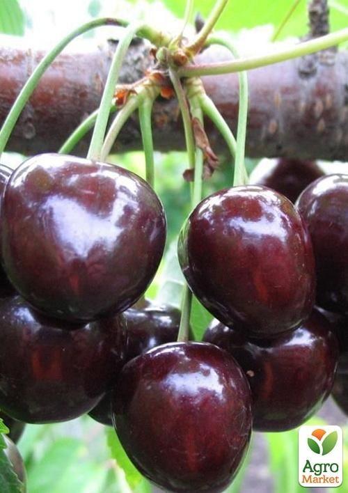 

Черешня Мелитопольская черная крупноплодная (летний сорт, ранне-средний срок созревания)