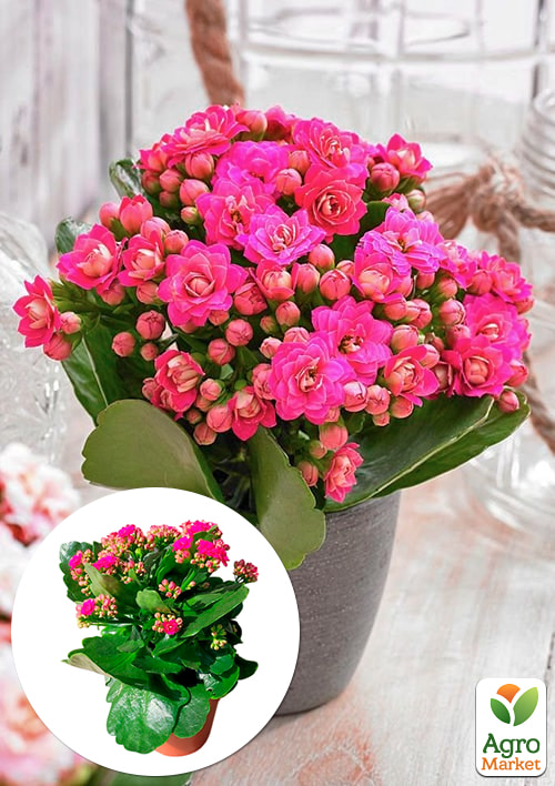 

Каланхоэ Блоссфельда Paars (Kalanchoe Blossfeldiana) (Нидерланды)