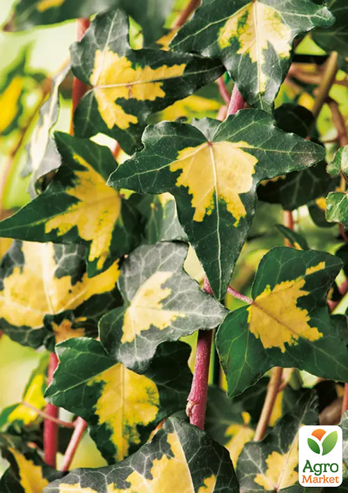 

Плющ пестролистный Gold Heart контейнер Р9